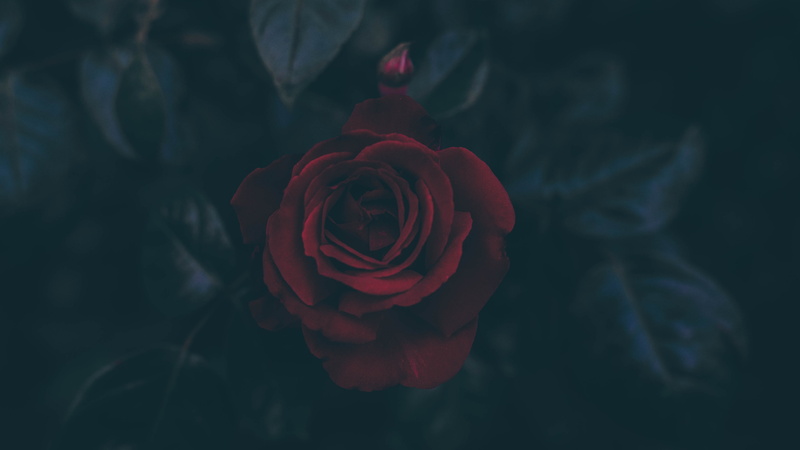 petals, leaves, dark, rose, flowers, red flowers, 4K
