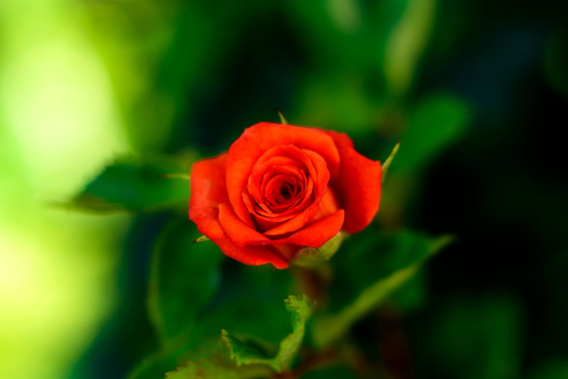 f/1.8, Japan, f / 1, Flower, Tree, close-up, love, 4K, f/1, shallow, Plant, shallow focus, photography, focus, single Flower, Nikon AF, Flora  Rose, Yokohama