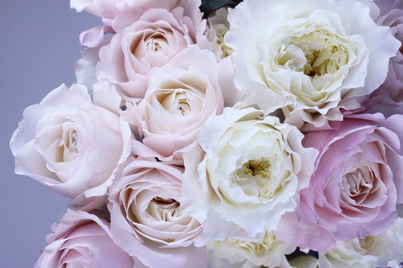 flower petal, softness, bouquet, cream, romance, bloom, flowering plant, flower arrangement, floral, flora, white, petal, rose, bunch, pastel, vulnerability