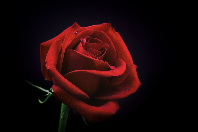 positive emotion, rose - flower, nature, fragility, black background, flower, beauty in nature, petal, indoors, flower head, 8K, flowering plant, close-up