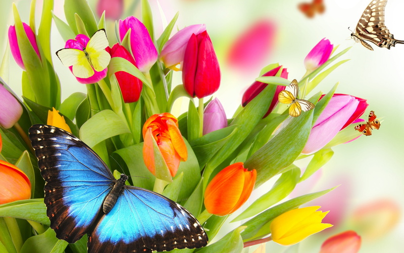 beauty, animal themes, animal wildlife, beauty In Nature, green Color, morpho, macro, animal, flower arrangement, close-up, leaf, orange, animal Wing, flowerbed