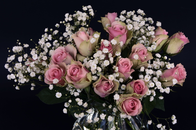 fragility, close-up, bunch of flowers, rose - Flower, white, flowering plant, inflorescence, roses, rose flower, gypsophila, celebration, rose, nature