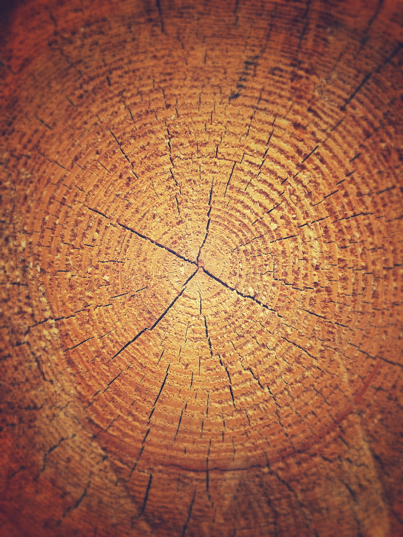 surface, aging Process, wooden, pattern, backgrounds, wood - Material, old, brown, abstract, plant, concentric, Wood, geometric shape, cross section, circle