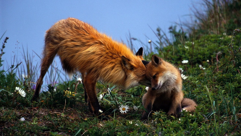 whispers, baby, animal, cute, animals, 1080P, photography, sweet