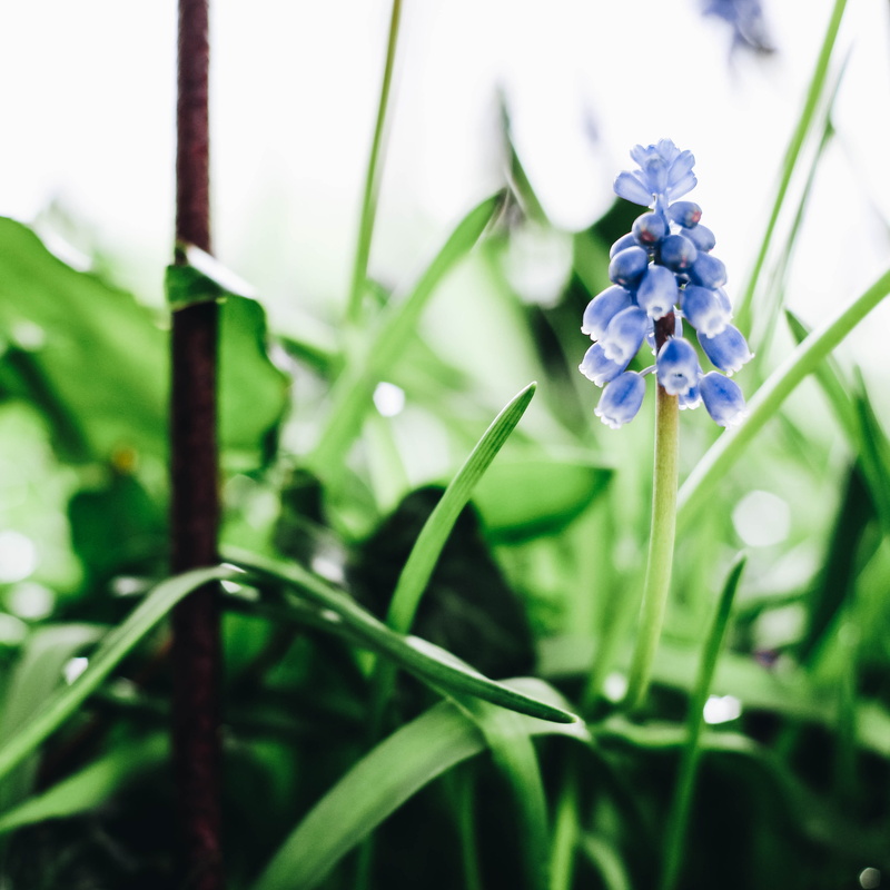 inflorescence, selective focus, blade of grass, potplant, drop, no people, beauty in nature, spring, water, close-up, fragility, blue, garden, freshness