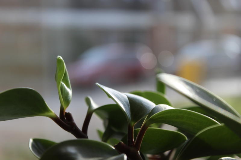 plant, focus on foreground, beauty in nature, selective focus, flower, natural, leaves, plants, houseplants, pot plants, 5K, twigs, small, plant part