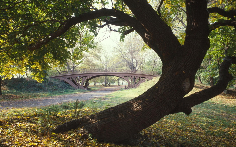 new, bent tree, brown, green, central, tree, grass, metal, 3d and abstract, 1080P, york, park, bridge
