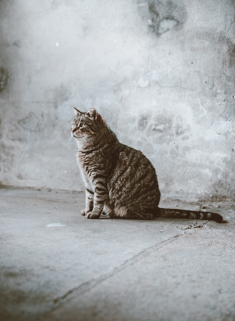 animal, mammal, domestic animals, eye, cute, domestic, relaxation, no people, floor, urban, vertebrate, concrete, summer, gato, whisker