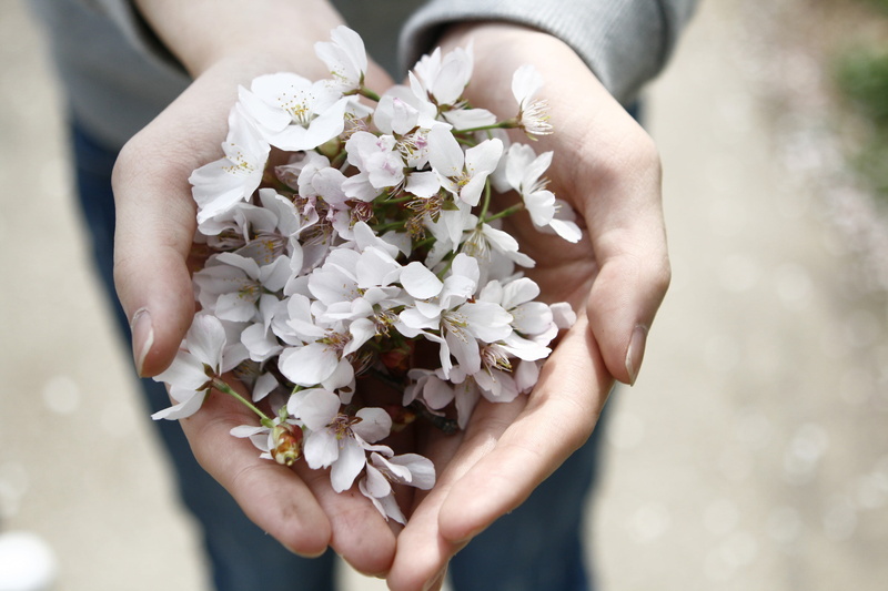 human Hand, caucasian Ethnicity, human body part, nature, close-up, bride, fragility, clustered, cherry blossoms, outdoors, flower, holding, adult, flower head
