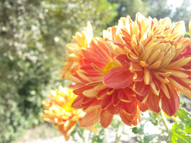 growth, fragility, flower, beauty in nature, flowering plant, inflorescence, Nepal, flowers, no people, flower head, close-up, nature, sunlight, outdoors