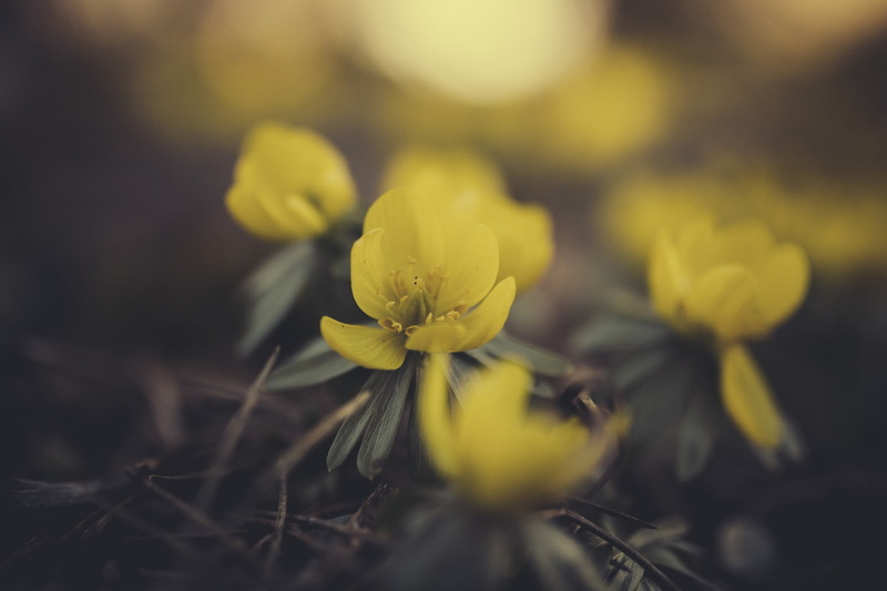 1080P, inflorescence, no people, fragility, yellow, flower, photography, land, close-up, flower head, day, outdoors, field, beauty in nature, selective focus