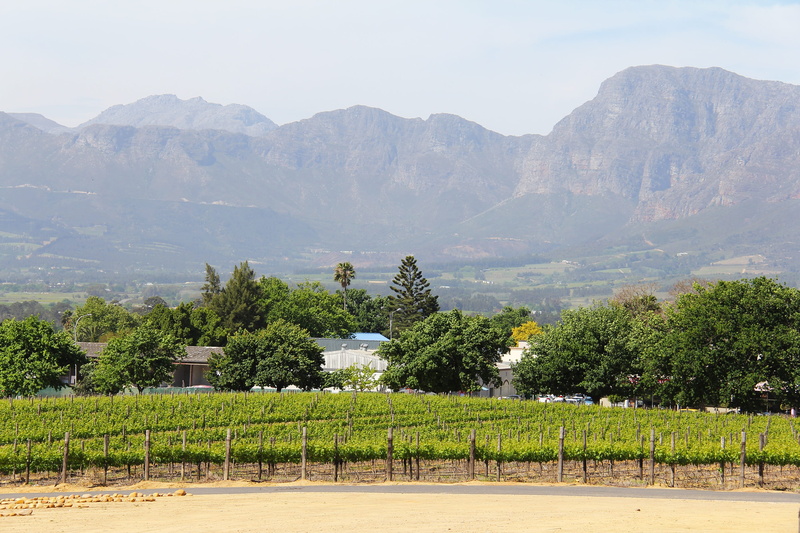 wine, tranquility, nature, landscape, agriculture, wine tasting, Views, environment, architecture, tree, south africa, no people, land, rural Scene, mountain range