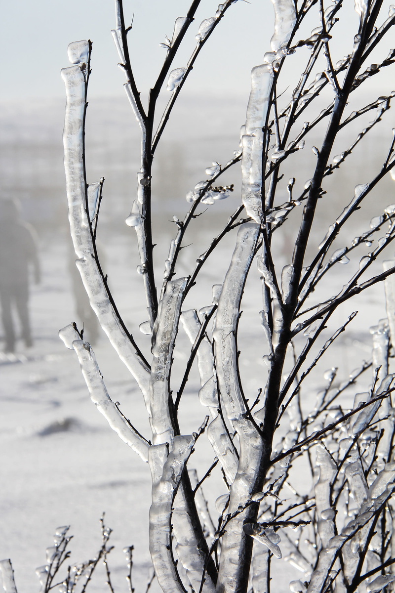 zing, beauty in nature, tree, europe, Beautiful, plant, tranquility, no people, view, white, iceland, ice, trunk, winter, cold temperature, outdoors, day