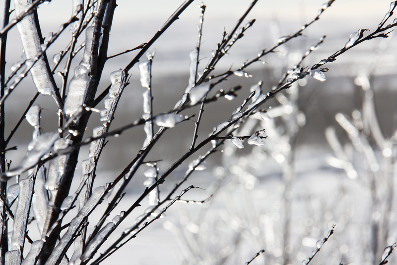 cold, ice, stems, icy, snow, frozen, outdoors, bare tree, cold temperature, sunlight, scandinavia, land, focus, amazing, plant, breathtaking, day, nature