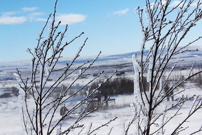 covering, plant, tree, bare tree, nature, branch, frozen, Beautiful, focus on foreground, white color, natural, outdoors, tranquility, no people, sky, iceland