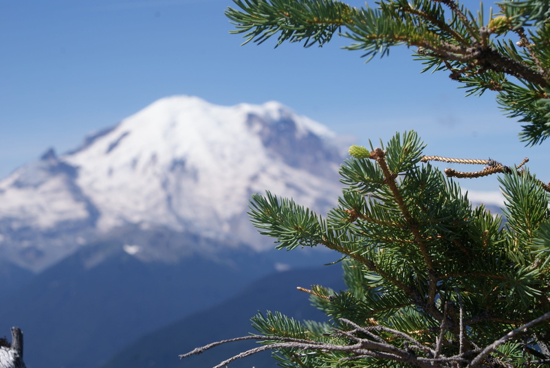 pine tree, tourism, calm, tree, view, tranquil, snow, coniferous, beauty in nature, gorgeous, evergreen, 4K, wood, anniversary, sunlight, vacation, beautiful