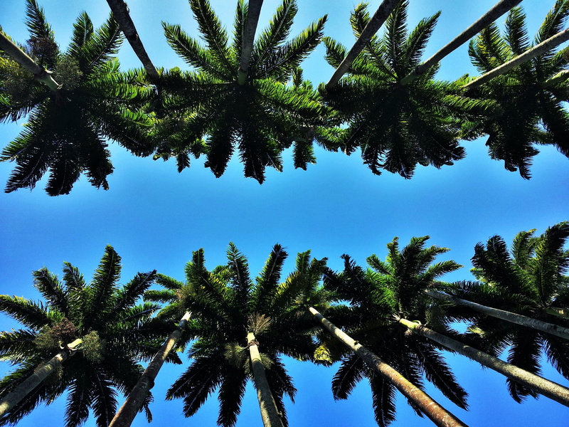 bekannnt, coconut, beauty in nature, tranquility, scenics - nature, photography, palm tree, tall - high, trees, calm, clear sky, typical rio, brazil, rio