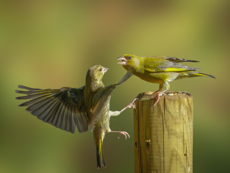 European Greenfinch, wildlife, action, perching, animal, nature, birds, bird, hang on, yellow, european, branch, greenfinch, animal Wing, two, beak, 2K