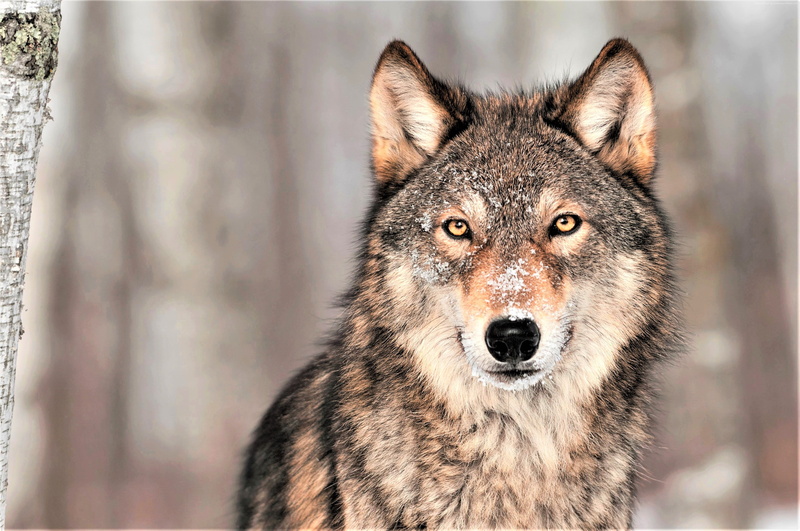 4K, 4K, Wolf, grey