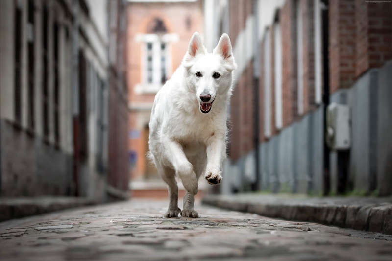 4K, dog, Berger Blanc Suisse, white, 2K