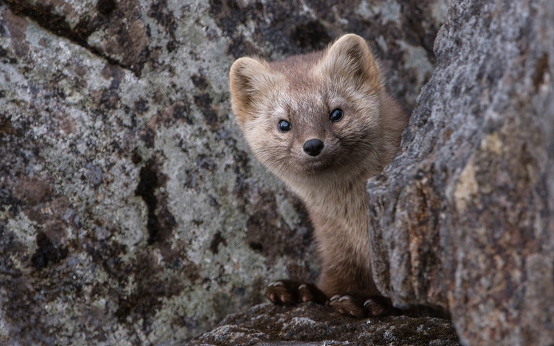 hide, one Animal, no People, looking, coated, cute, mammal, animal head, sable, animal wildlife, face, fur, portrait, animal themes, day, brown, vertebrate