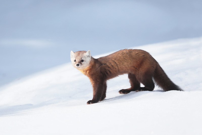 sable, 1080P, snow, fur