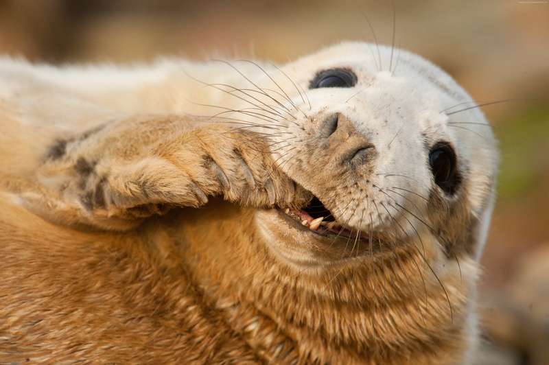 Scotland, Grey seal, Teeth, Sable Island, Young, 4K, funny, tourism