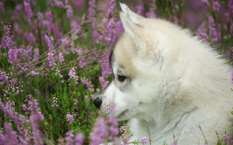 outdoors, beautiful, sable, nature, profile, puppy, face, siberian, mammal, small, cute, springtime, dog, summer, white, pets, beauty In Nature, meadow