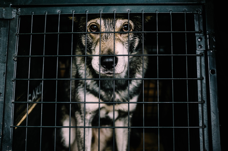 animal eye, portrait, white, domestic animals, captivity, animal body part, pets, mammal, cage, adult, close-up, german, black, day, 4K, shepherd, dog