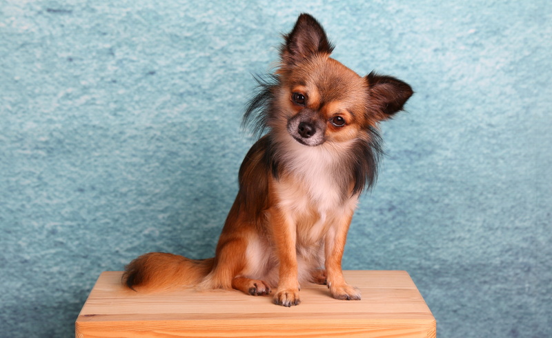 indoors, domestic, cute, 5K, mammal, small, long, no people, young animal, dog, adult, canine, pets, haired, chihuahua - dog, puppy, sitting, looking