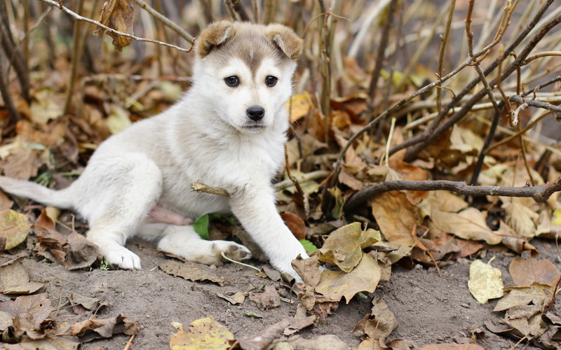 friendship, leaf, white, cute, brown, looking at camera, 2K, land, siberian Husky, sable, fur, purebred Dog, looking, animal themes, young Animal, small