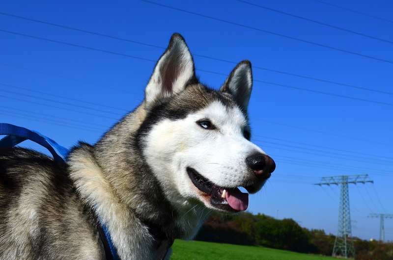 young Animal, siberian Husky, snout, pets, looking away, eyes, animal Nose, domestic, dog, beautiful, mammal, canine, no people, one Animal, outdoors, human Face