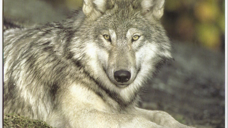 white wolf, beauty, dog, grey wolf, black wolf, animals, grey, nature, wildlife, wolf, sable, 1080P, pups