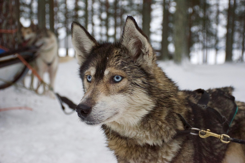 dog, sled Dog, vertebrate, fur, looking away, husky, canine, white, forest, one animal, domestic Animals, animal, wolf, siberian Husky, shepherd, sable