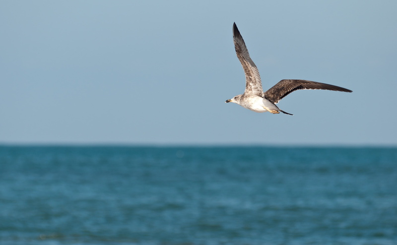 morocco, sable, afrique, vertebrate, maroc, Africa, sea, seagull, horizon over water, 80200mm28ded, bird, animal wildlife, maghreb, one animal, Sand, wow1