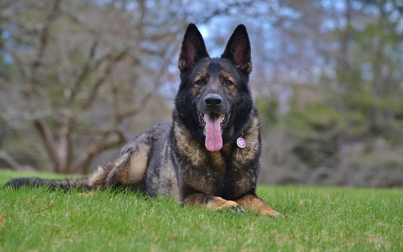 working dilution, German shepherd, dog, sable-red, 1080P