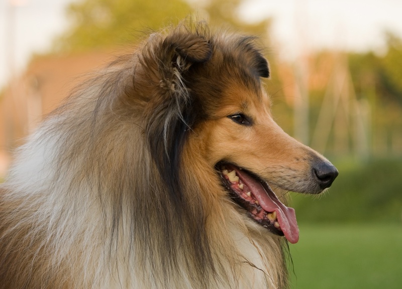 focus on foreground, animal themes, white, animal, mouth open, details, canine, 1080P, head, pets, domestic animals, panting, hairstyle, purebred dog