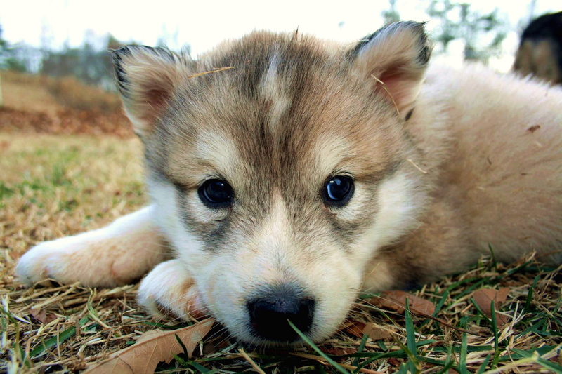 siberian, sable, 1080P, husky, puppy, nose, dog