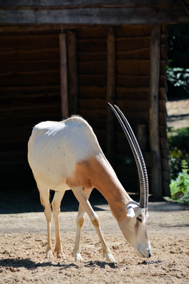 one animal, 1080P, domestic animals, domestic, environment, species, herbivorous, vertebrate, standing, ranch, outdoors, animal wildlife, wildlife, livestock
