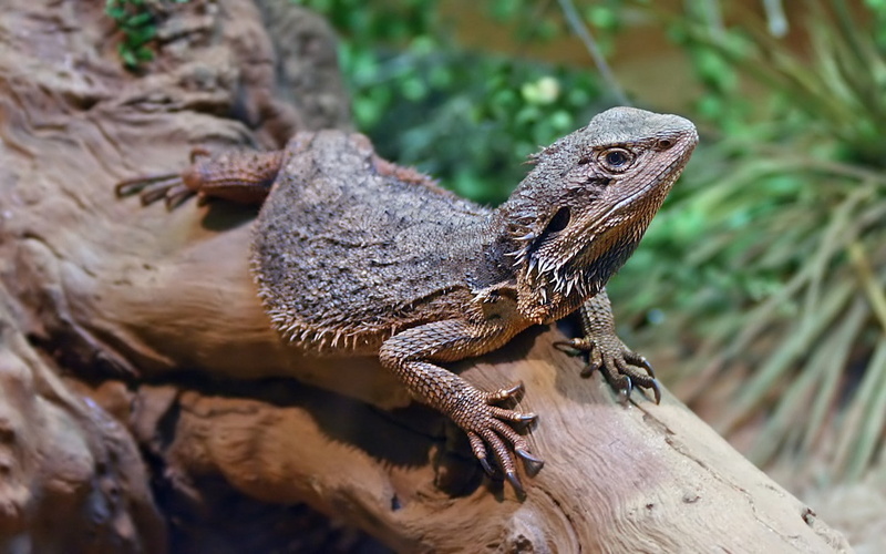 nature, lizard, day, Bearded Dragon, no people, plant, animal, animals in the wild, looking, reptile, reptiles, close-up, animal scale, animal wildlife