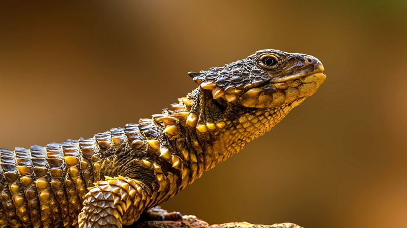 vertebrate, day, no people, focus on foreground, bearded dragon, animal themes, reptiles, reptile, animal body part, animal wildlife, one animal, animal scale