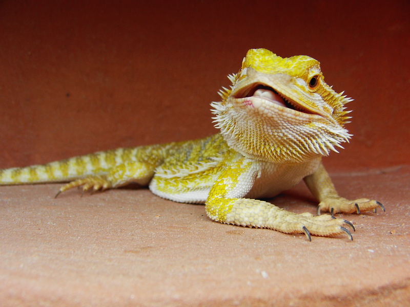 dragon, bearded, day, zoology, close-up, sand, mouth, land, outdoors, animal wildlife, lizard, animal body part, 2K, one animal, pogona vitticeps, vertebrate