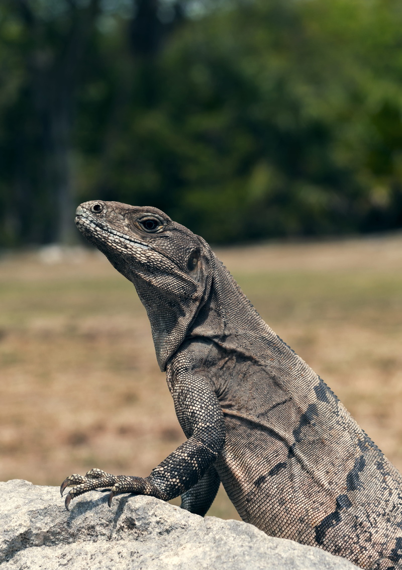 looking away, animal themes, focus on foreground, one animal, dragon, iguana, side view, reptile, bearded dragon, vertebrate, day, sunlight, komodo, looking