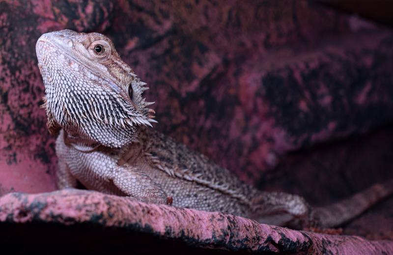 profile view, lizard, one animal, bearded dragon, pogona vitticeps, watch, attention, vertebrate, day, rock - object, animal themes, outdoors, no people