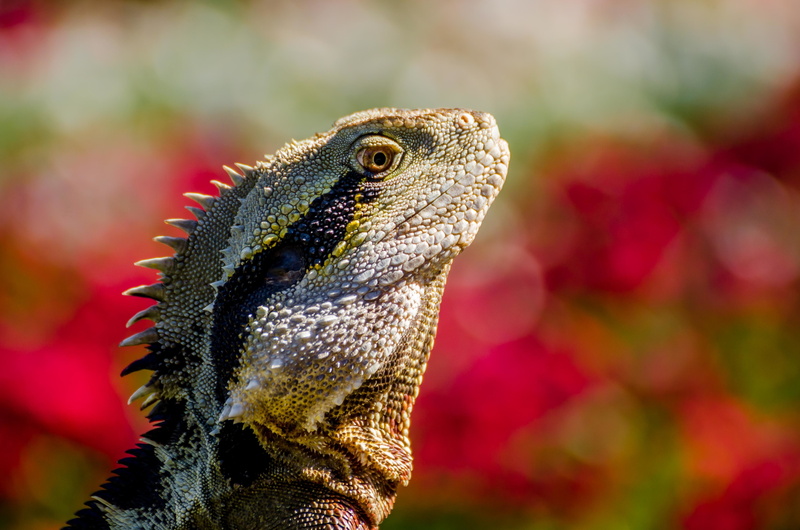 animal scale, animal head, day, one animal, reptiles, animal wildlife, nature, side view, animal eye, vertebrate, animal, close-up, animals, bearded dragon