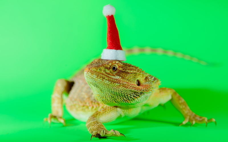 green, animals, 1080P, lizard, dragon, christmas, hd, bearded