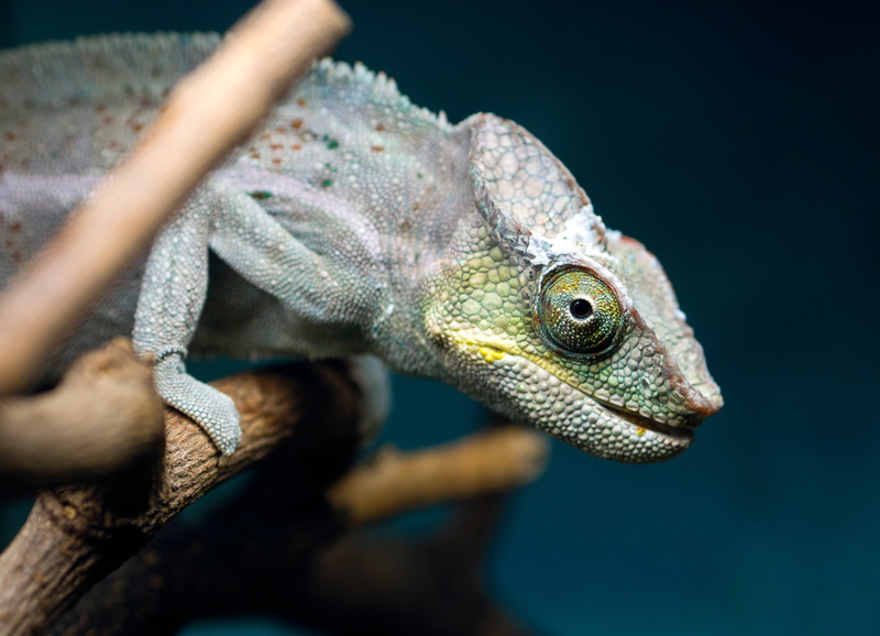 grey, chameleon, lizard, 4K, hd, bearded, animals, dragon, branch