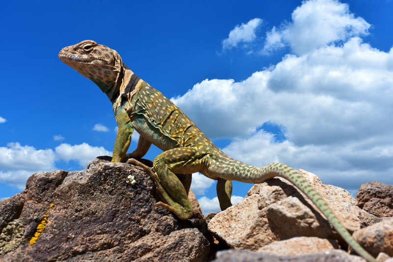 rock, in the, animal themes, crotaphytus collaris, extinct, dragon, 1080P, gray, day, reptile, search, iguana, solid, animal scale, portrait, animals in the wild