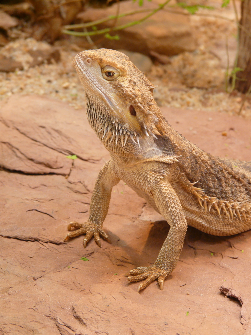 reptile, day, one animal, animals in the wild, lizard, creature, dry, animal wildlife, close-up, schuppenkriechtier, 2K, desert, Bearded Dragon, looking away