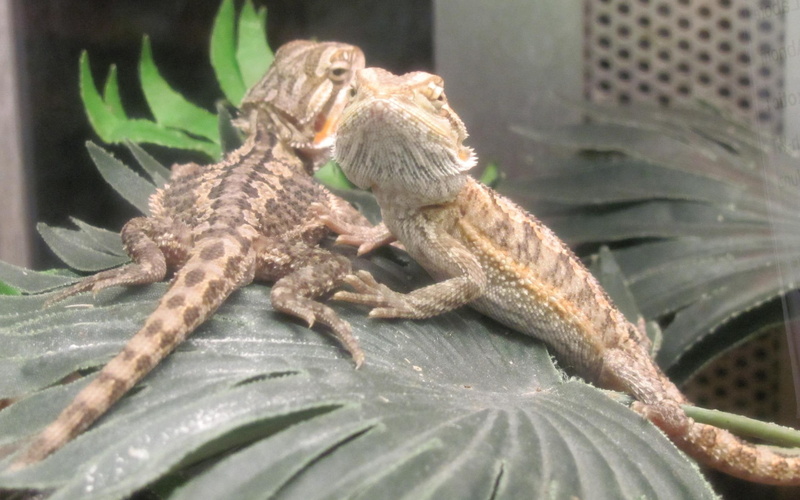 animals, baby, lizards, dragons, bearded, 2K, reptiles